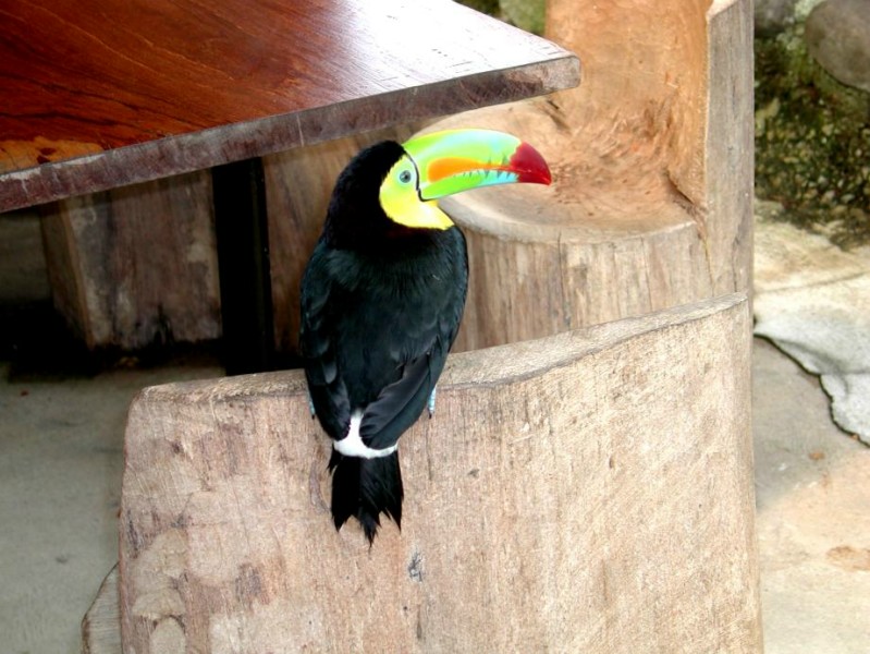 ../Images/Toucan.jpg