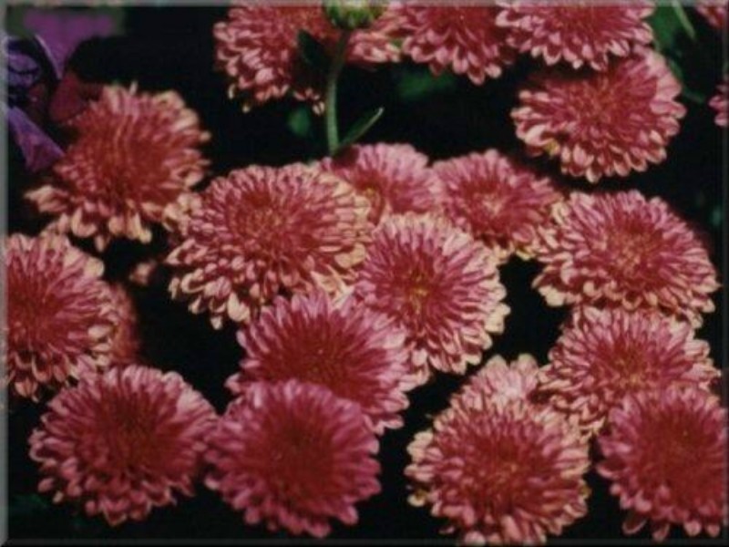 ../Images/flowers.jpg