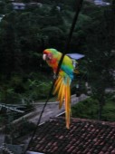 Thumbs/tn_Parrot.jpg
