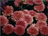 Thumbs/tn_flowers.jpg