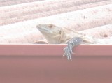 Thumbs/tn_IMG_0510.jpg