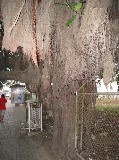 Thumbs/tn_IMG_0523.jpg