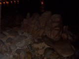 Thumbs/tn_Picture_0117.jpg