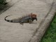 Thumbs/tn_IMG_0266.jpg