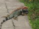 Thumbs/tn_IMG_0269.jpg